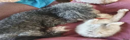 Siberian cats for sale: Soft and fluffy Siberian Neva Masquerade Kittens - Advert 30
