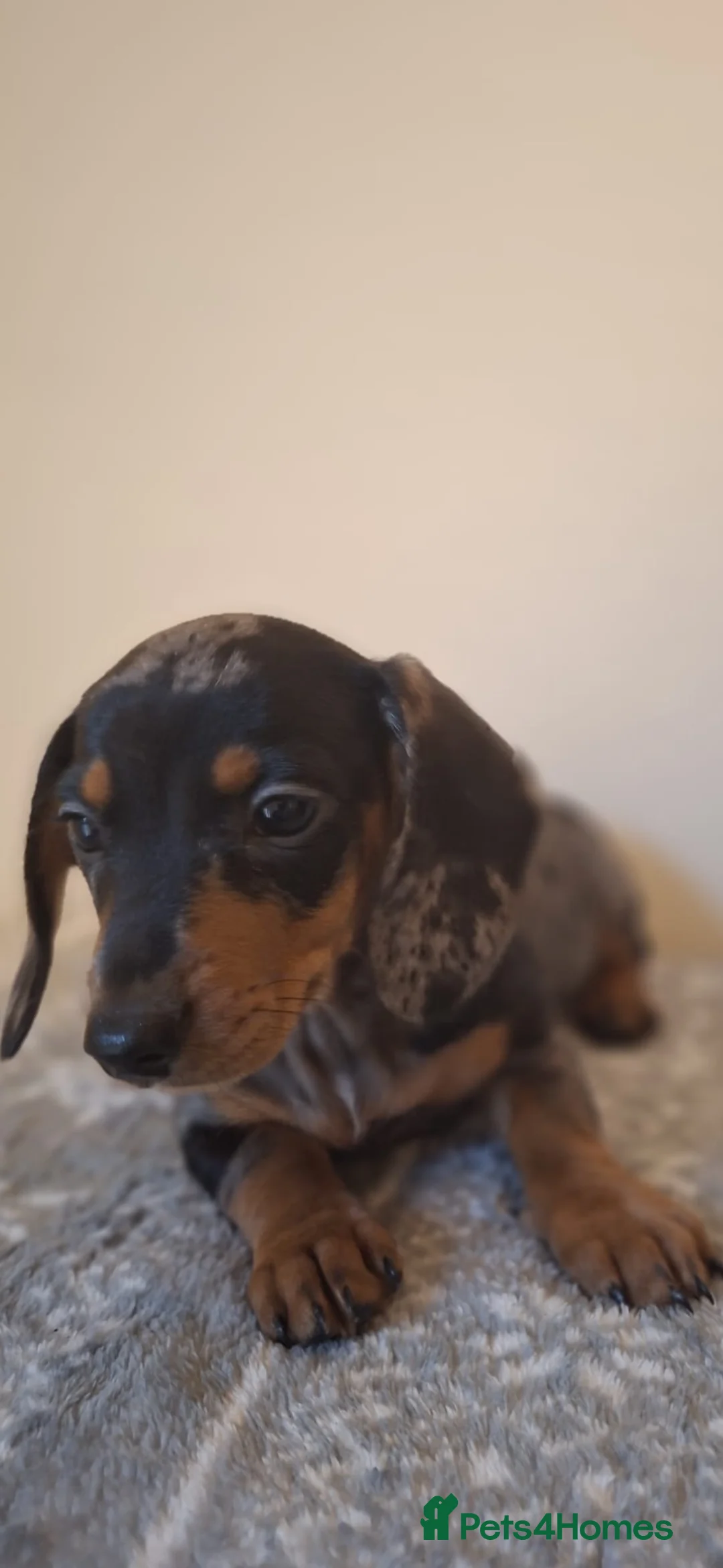 Miniature Dachshund dogs for sale: READY NOW - Stunning Miniature Dachshunds - Advert 17
