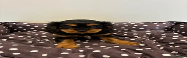 Cavalier King Charles Spaniel 1