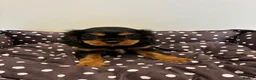 Cavalier King Charles Spaniel dogs for sale: Cavalier King Charles Spaniel Puppies in Snodland - Advert 4