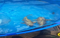 Koi Carp fish for sale: Big koi carp for sale - Image 4