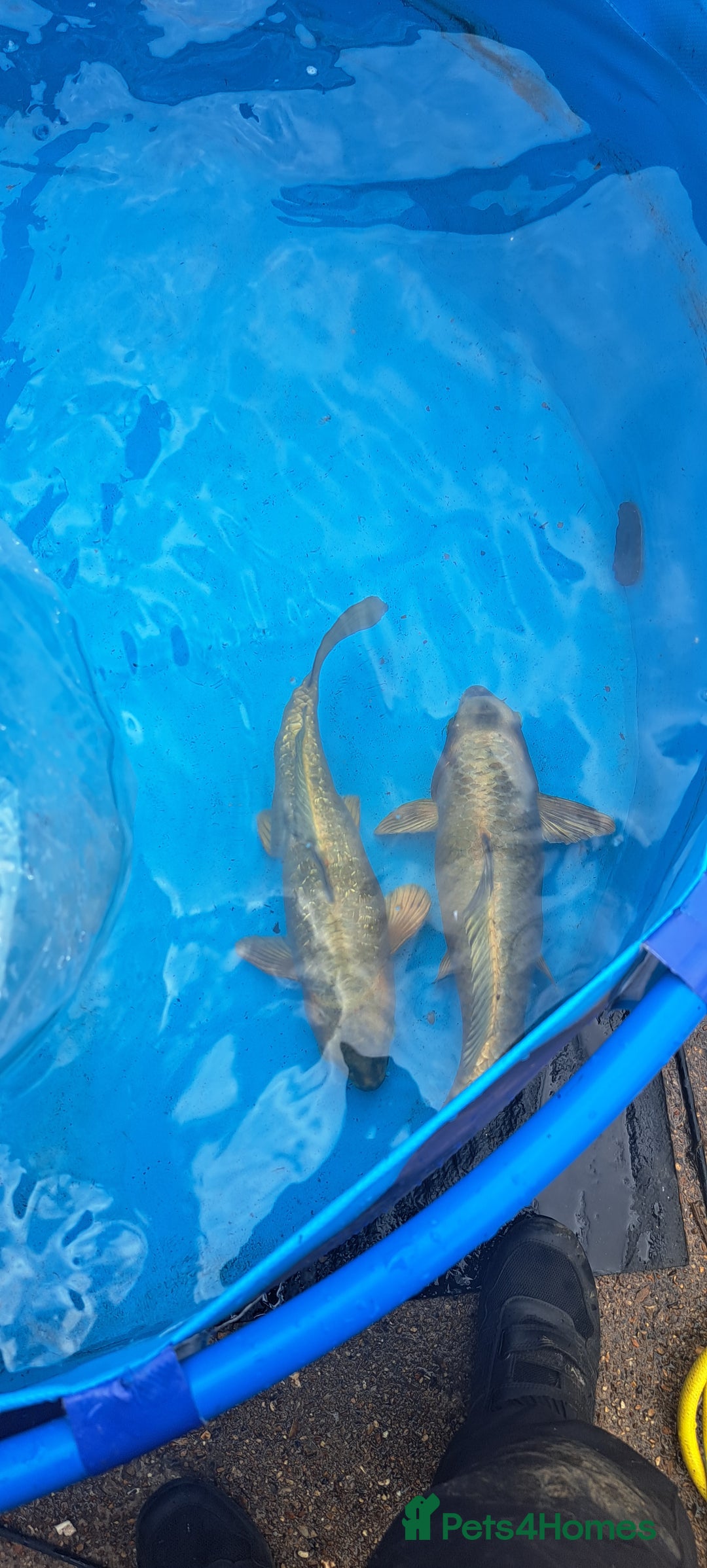 Koi Carp fish for sale: Big koi carp for sale - Image 4