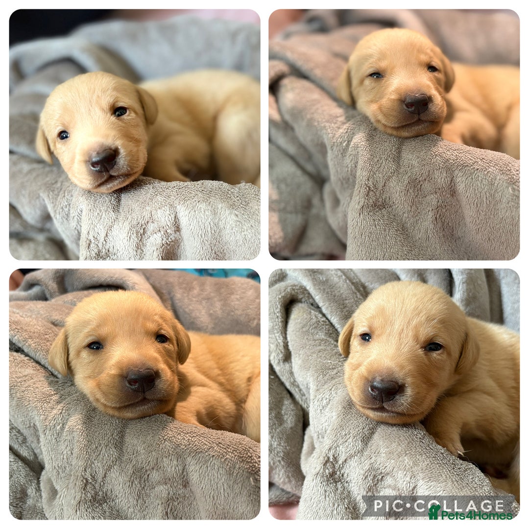 Labrador Retriever dogs for sale: Labrador’s  - Image 4