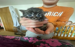 Mixed Breed cats for sale: Ragdoll x Maine coon kittens - Image 7