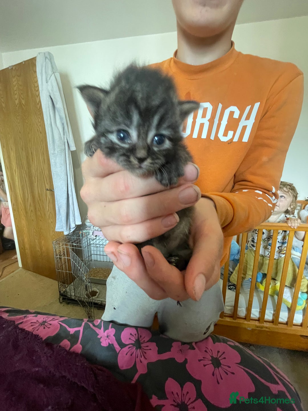 Mixed Breed cats for sale: Ragdoll x Maine coon kittens - Image 7