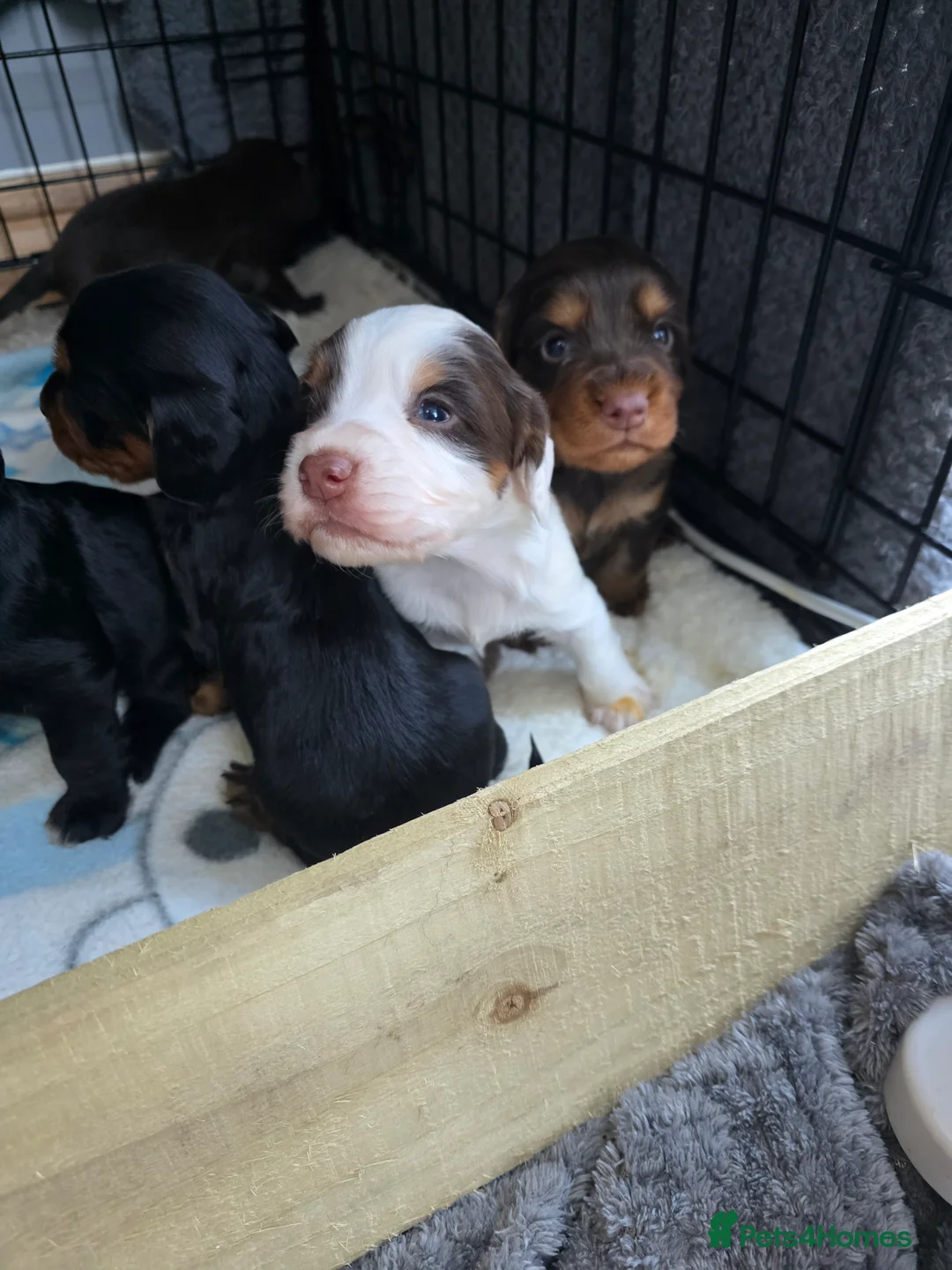 Cocker Spaniel dogs for sale: Beautiful cocker spaniels puppies - Advert 2