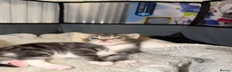 Domestic Shorthair cats for sale: Kittens - Advert 9