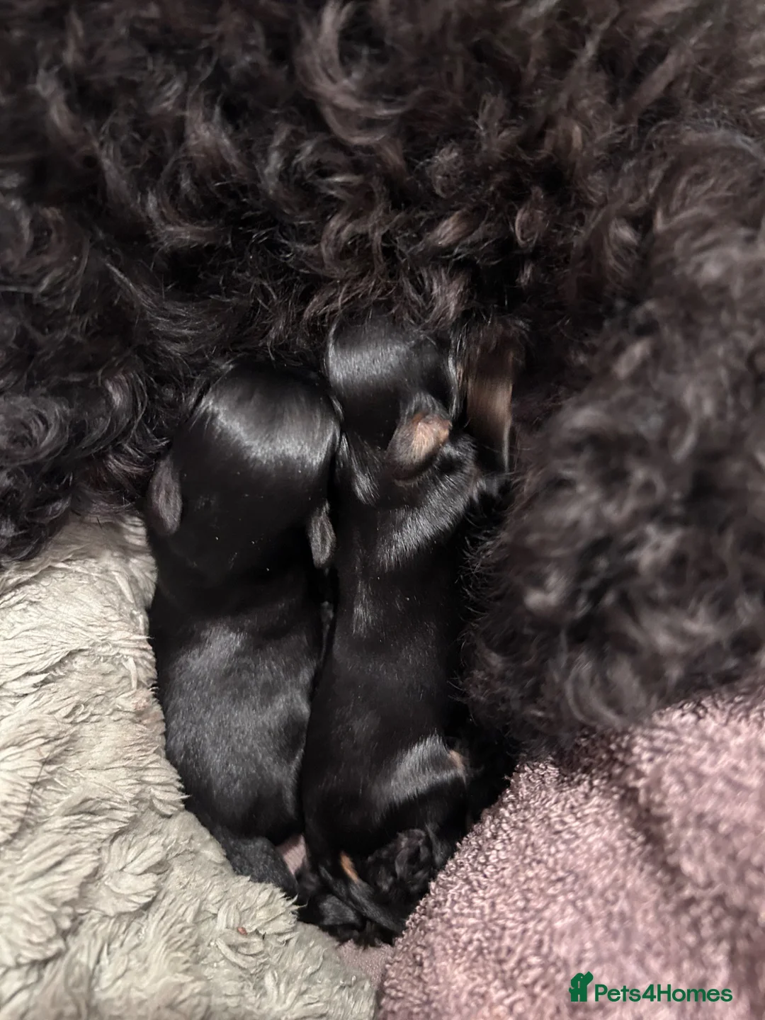 Yorkiepoo dogs for sale: Yorkiepoos  - Advert 1