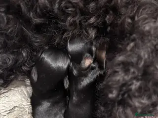 Yorkiepoo dogs Yorkiepoos - Advert 13