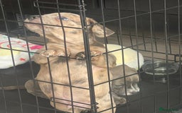 Mixed Breed dogs for sale: Bull weiners 8 weeks old  - Image 3