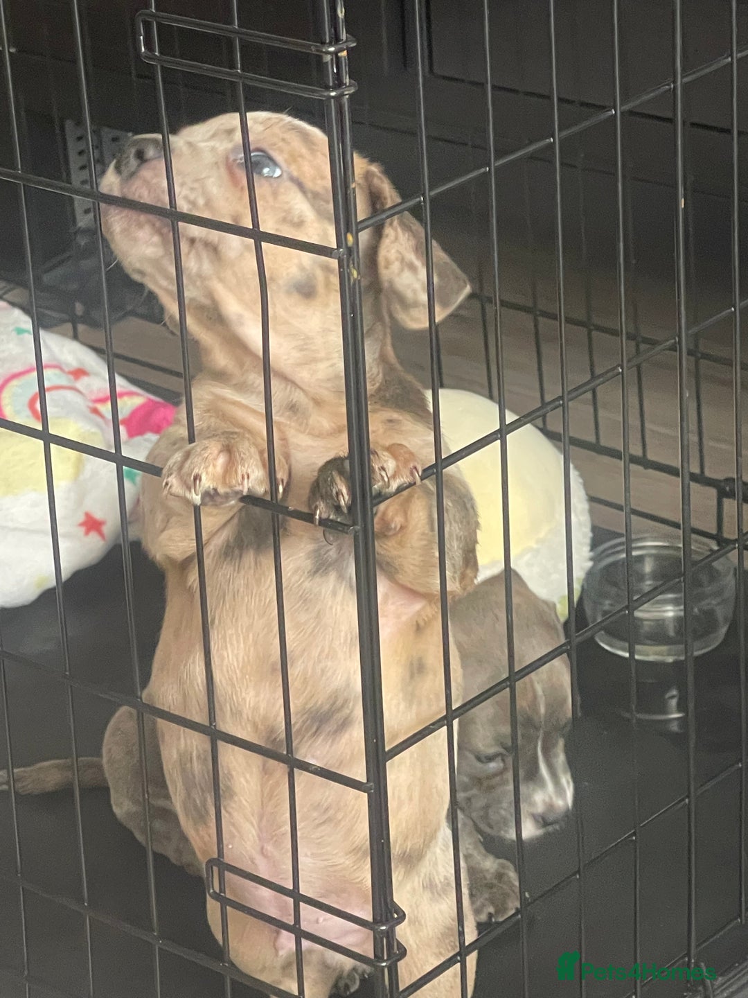 Mixed Breed dogs for sale: Bull weiners 8 weeks old  - Image 3