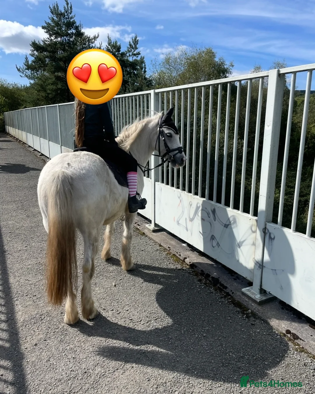 Welsh Section A horses for sale: Rascal by name and nature in Merthyr Tydfil - Advert 2