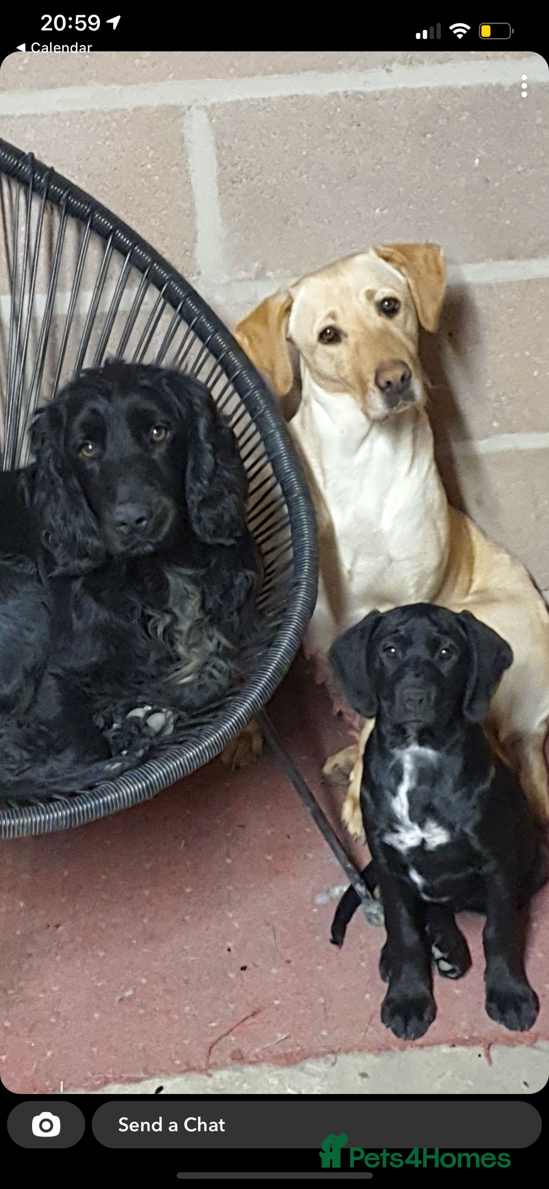 Sprocker dogs for sale: 7 beautiful sprockers for sale  - Advert 9