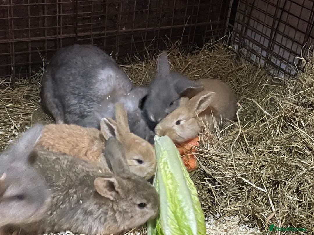 Mini Lop rabbits for sale: 6 Mini Lop bunnies for sale in Huddersfield - Advert 6