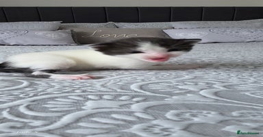 Domestic Shorthair cats A litter of 5 beautiful kittens! - Advert 12