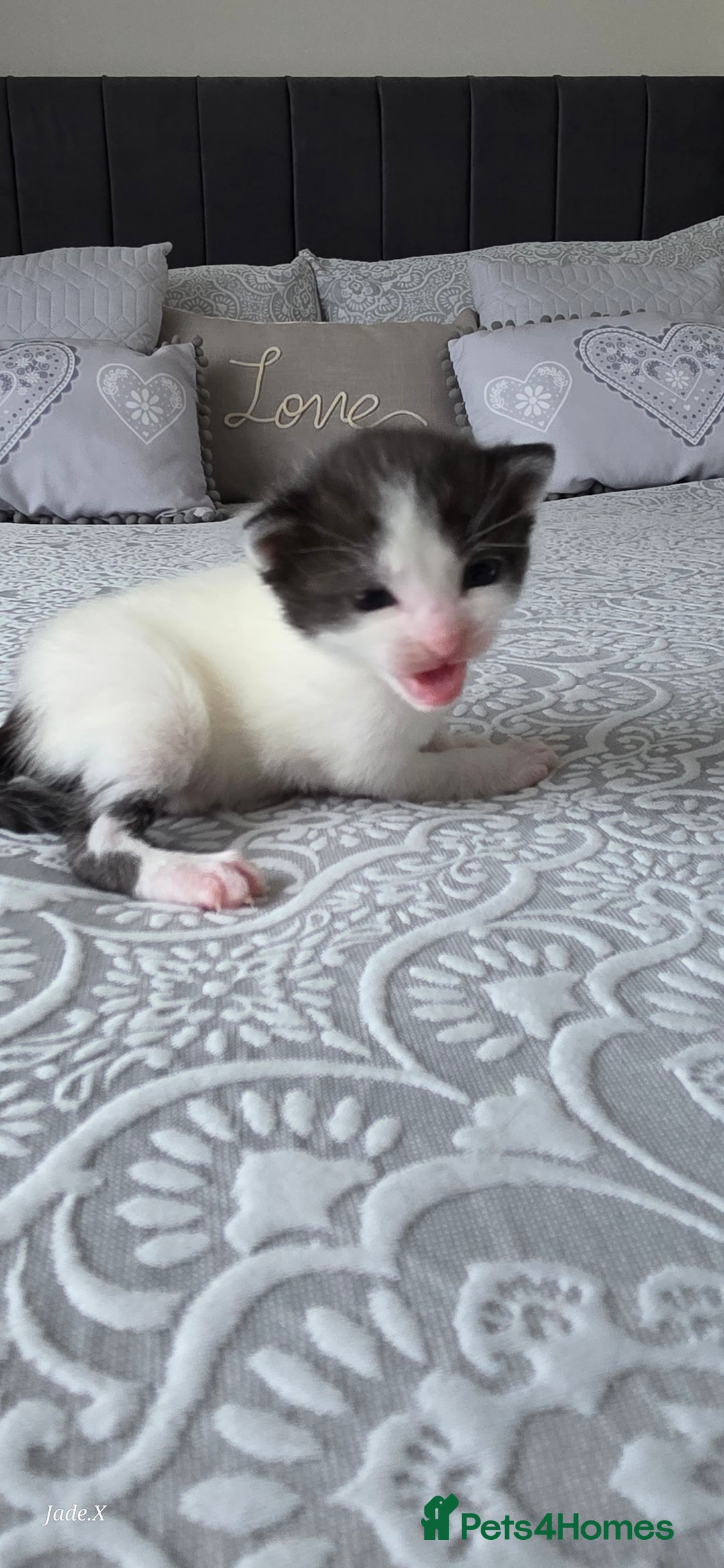 Domestic Shorthair cats for sale: A little of 5 beautiful kittens! - Advert 2