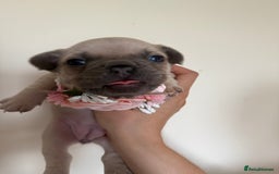 French Bulldog dogs for sale: Stunning platinum and lilac fawn boys and girls - Image 22
