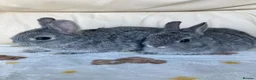 Netherland Dwarf rabbits for sale: 2 handsome pure bred Netherland Dwarf rabbits - Advert 2