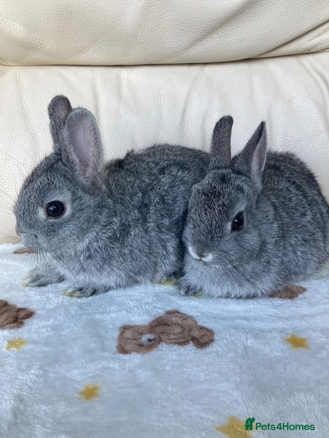 Netherland Dwarf rabbits for sale: 2 handsome pure bred Netherland Dwarf rabbits - Advert 2