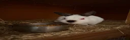 Netherland Dwarf rabbits for sale: Pure Bred Netherlands Dwarf and a Pair of Dutch! in York - Advert 5