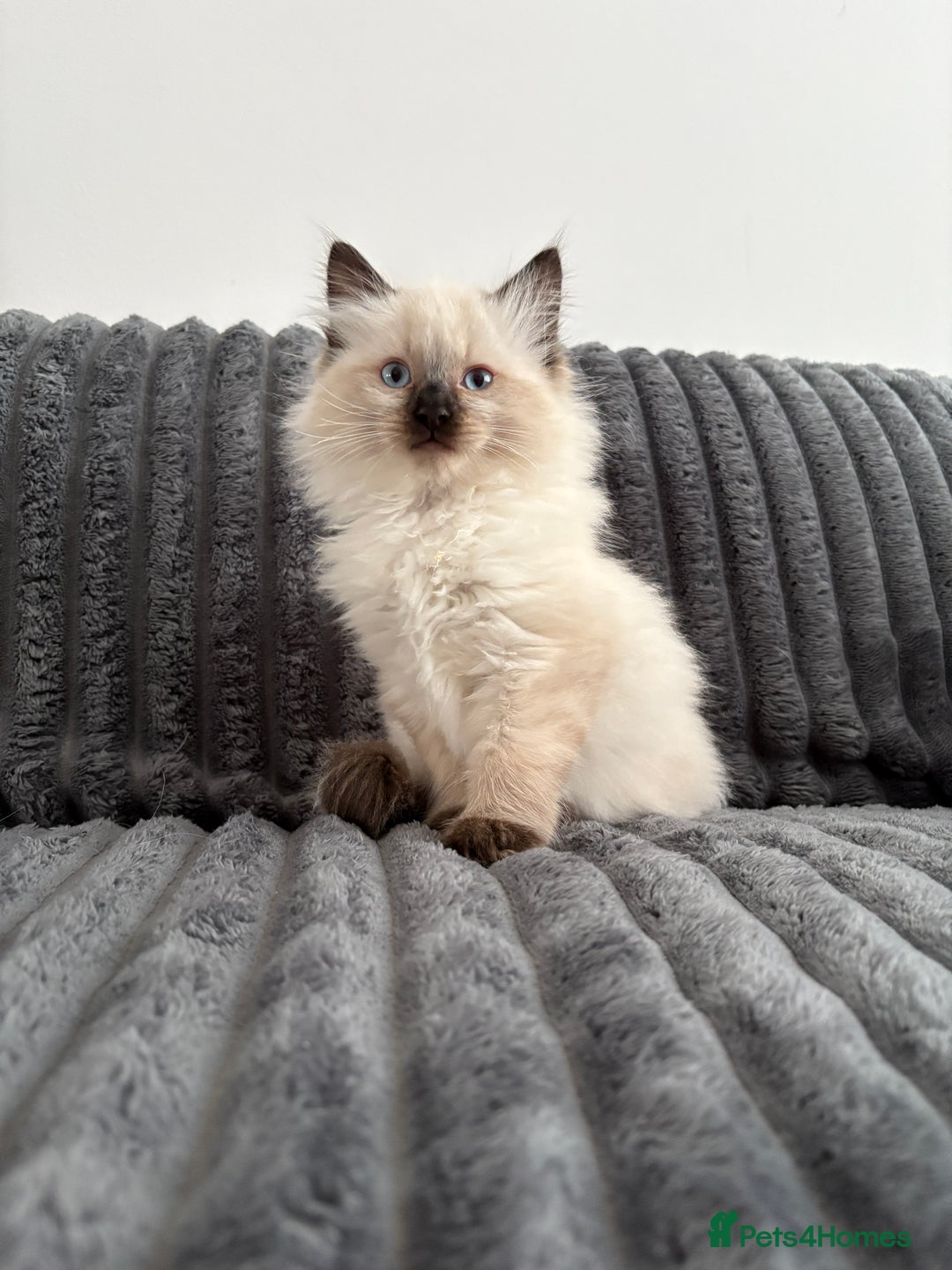 Ragdoll cats for sale: 2 Ragdoll Kittens left 🐾🤍 READY TO LEAVE NOW! - Image 26