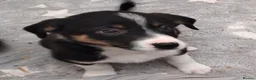 Border Collie dogs for sale: Ready*Bundles of Joy*Ready - Advert 6