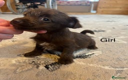 Mixed Breed dogs for sale: Jackapoo pups ready 9th August  - Image 6