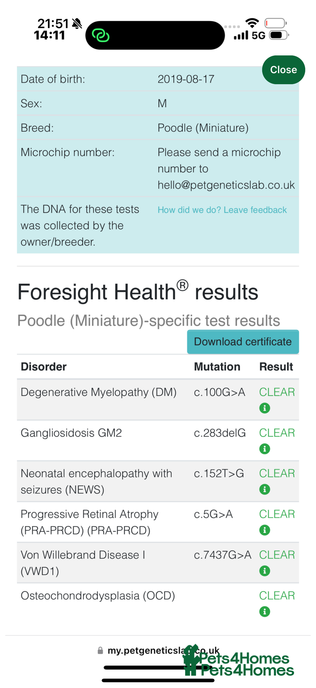 Cavapoo dogs for sale: Gorgeous F1b cavapoo pups  - Advert 8