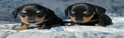 Dachshund dogs for sale: F1 SCHNOXIE EXTENSIVELY HEALTH TESTED PARENTS    - Advert 8