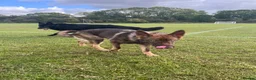 German Shepherd dogs for sale: Liver German shepherd  in Leicester - Advert 3