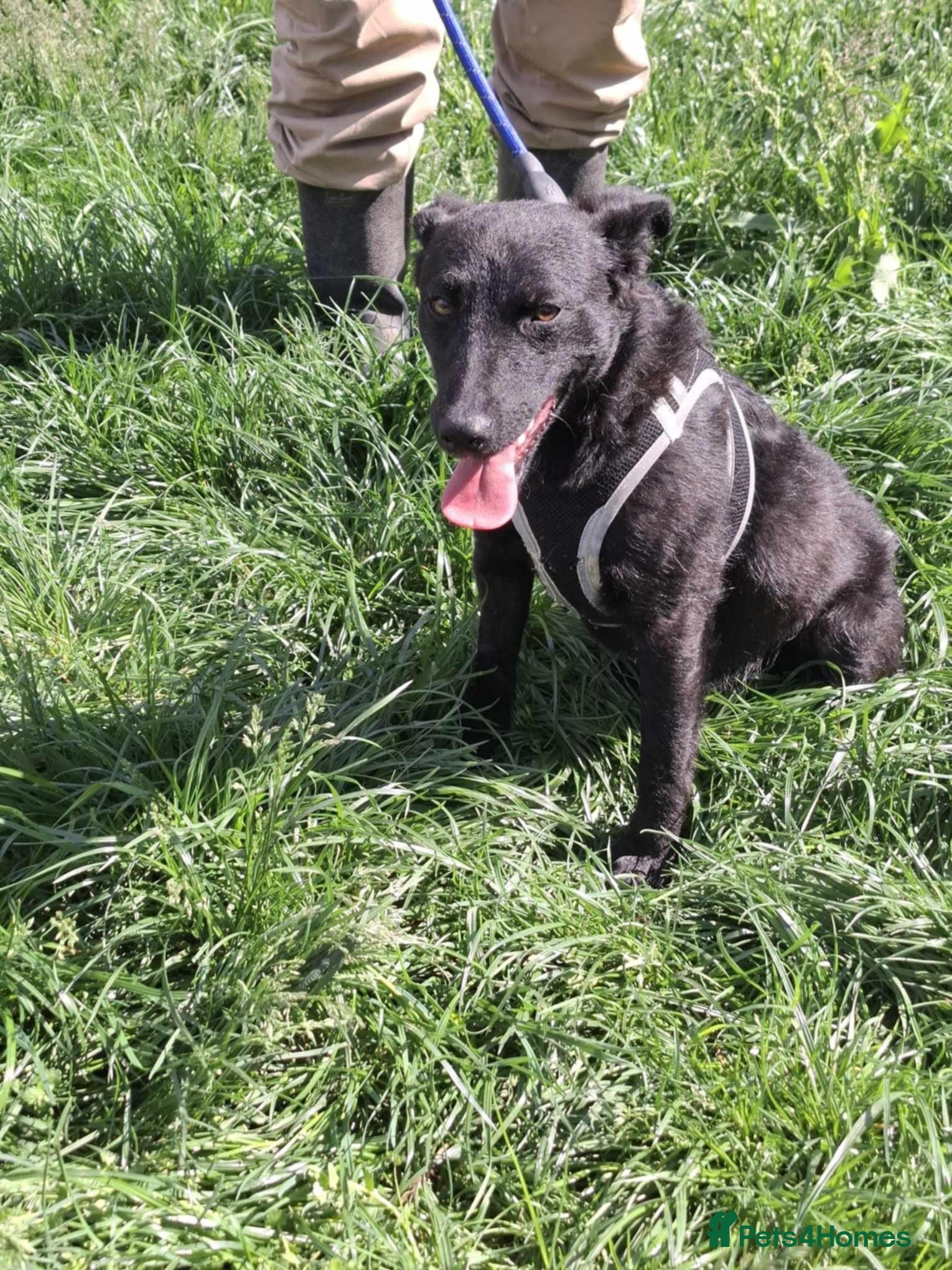 Mixed Breed dogs ARI    - Advert 15