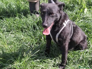 Mixed Breed dogs ARI - Advert 17