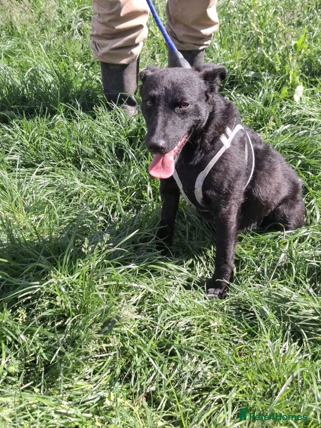 Mixed Breed dogs for adoption: ARI    - Advert 1