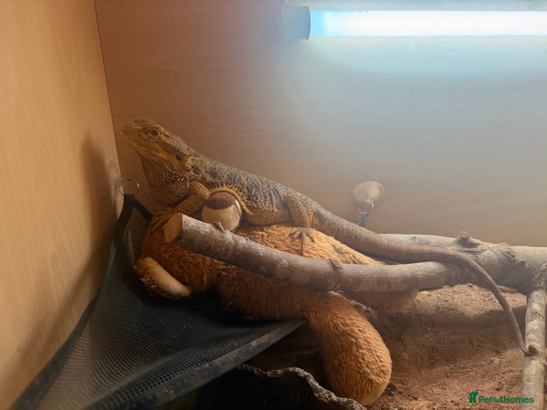 Bearded Dragon reptiles for sale: Female bearded dragon - Image 4