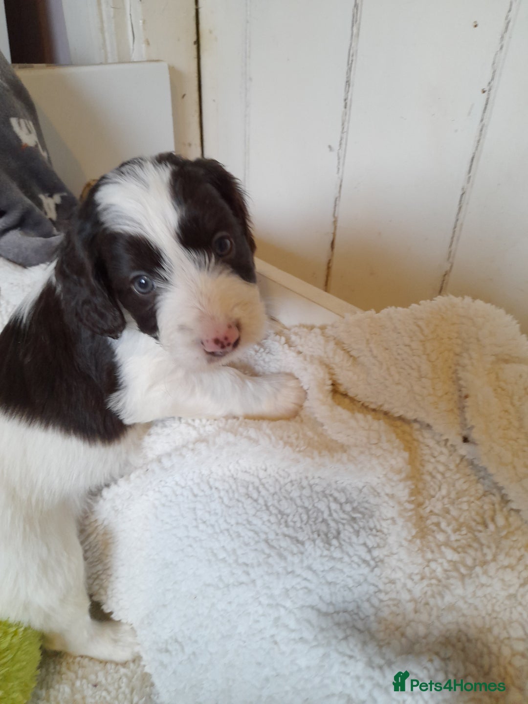 Sproodle dogs for sale: Gorgeous Sproodle pups. - Advert 5