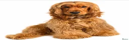 Cocker Spaniel dogs for stud: LUDO Golden Show Cocker Pedigree Stud PICK HEALTH - Advert 21