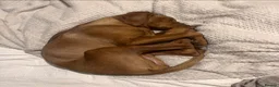 Mixed Breed dogs for sale: Beautiful Vizmaraner puppies  - Advert 3