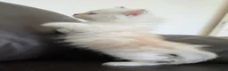 Siberian cats for sale: Pure gorgeous Siberian Kittens - Advert 29