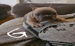 French Bulldog dogs for sale: Beautiful french bulldog puppies  - Image 13