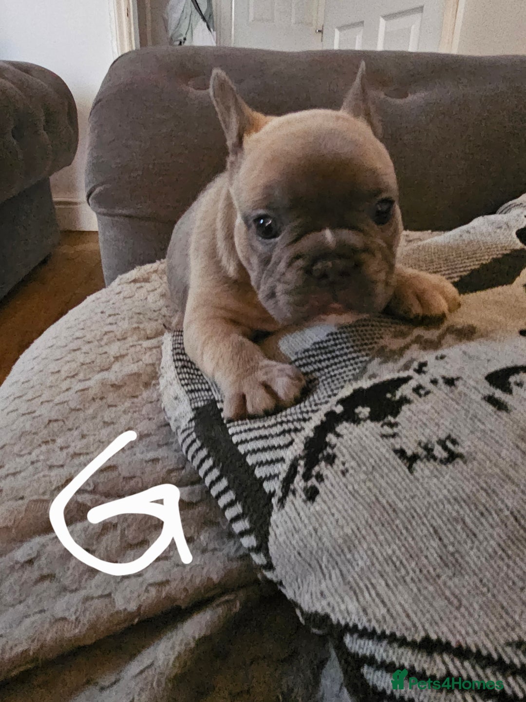 French Bulldog dogs for sale: Beautiful french bulldog puppies  - Image 13