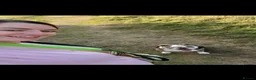 English Bulldog dogs for sale: Bertie Trio colour English bulldog  - Advert 9