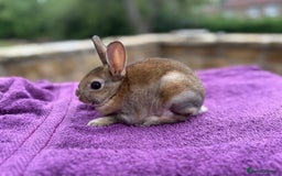 Rex rabbits for sale: Purebred Mini Rex - Image 6