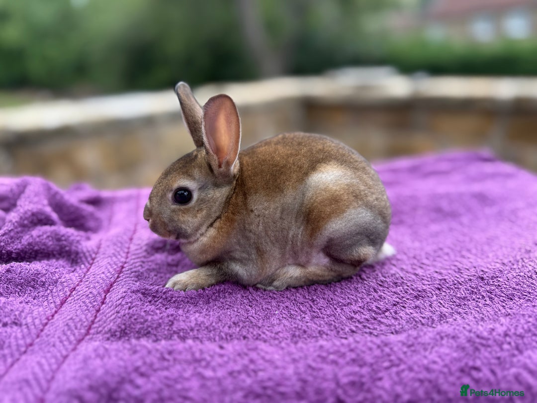 Rex rabbits for sale: Purebred Mini Rex - Image 6