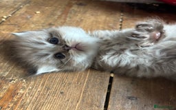 Perdoll cats for sale: Luxury Perdoll Kittens Available To Reserve  - Image 5