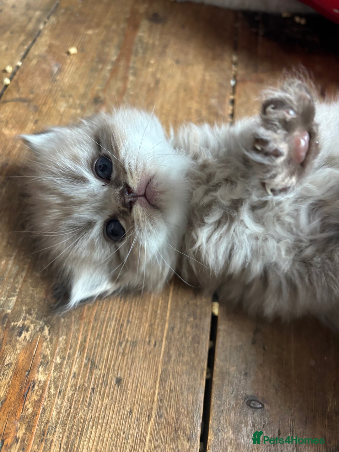 Perdoll cats for sale: Luxury Perdoll Kittens Available To Reserve  - Image 5