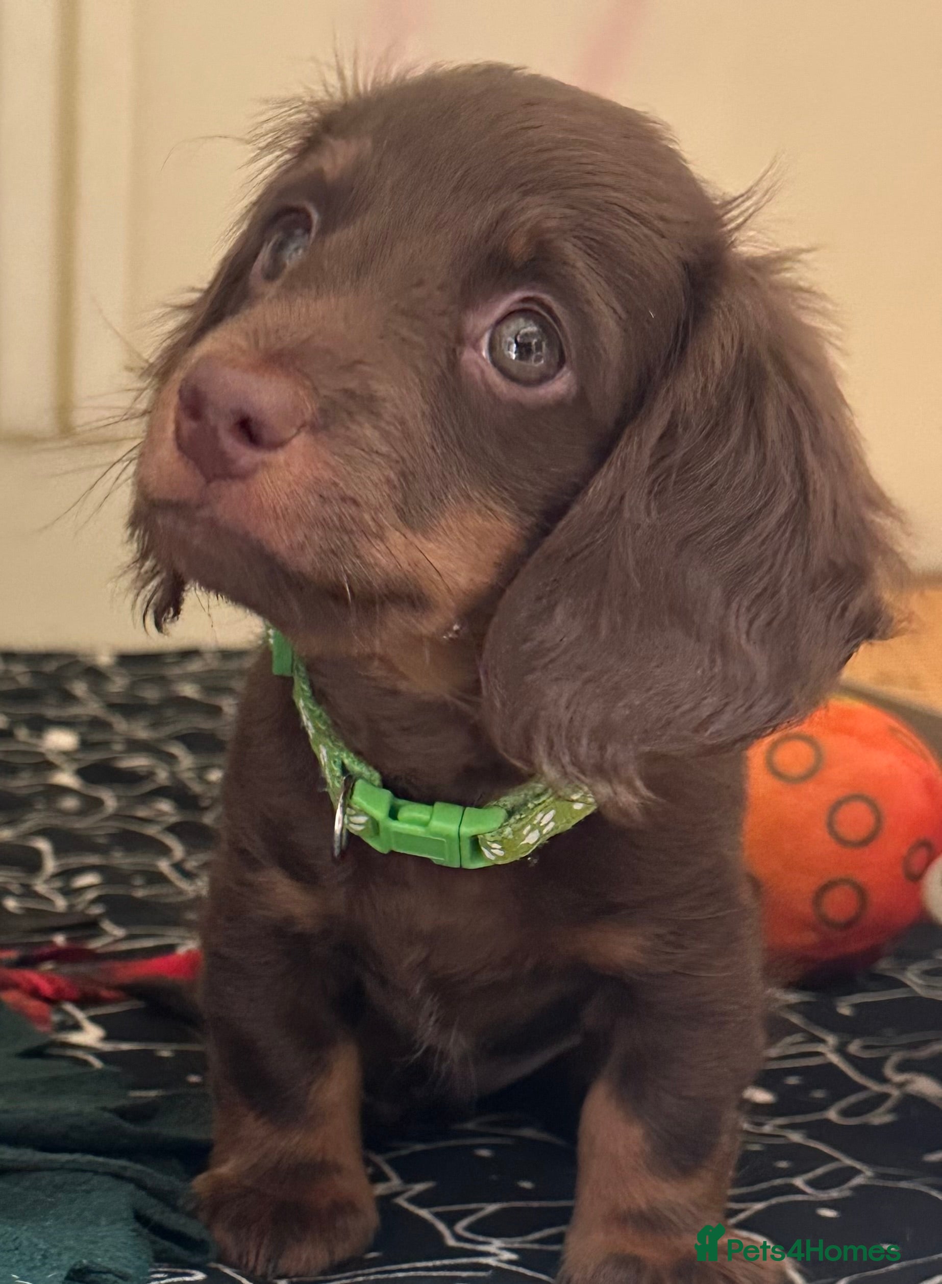 Miniature Dachshund dogs Kc smooth and long coated minature dachshund  - Advert 2