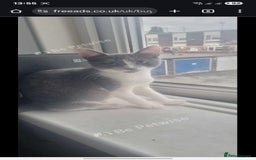 Mixed Breed cats for sale: 2 beautiful female kittens  - Image 3