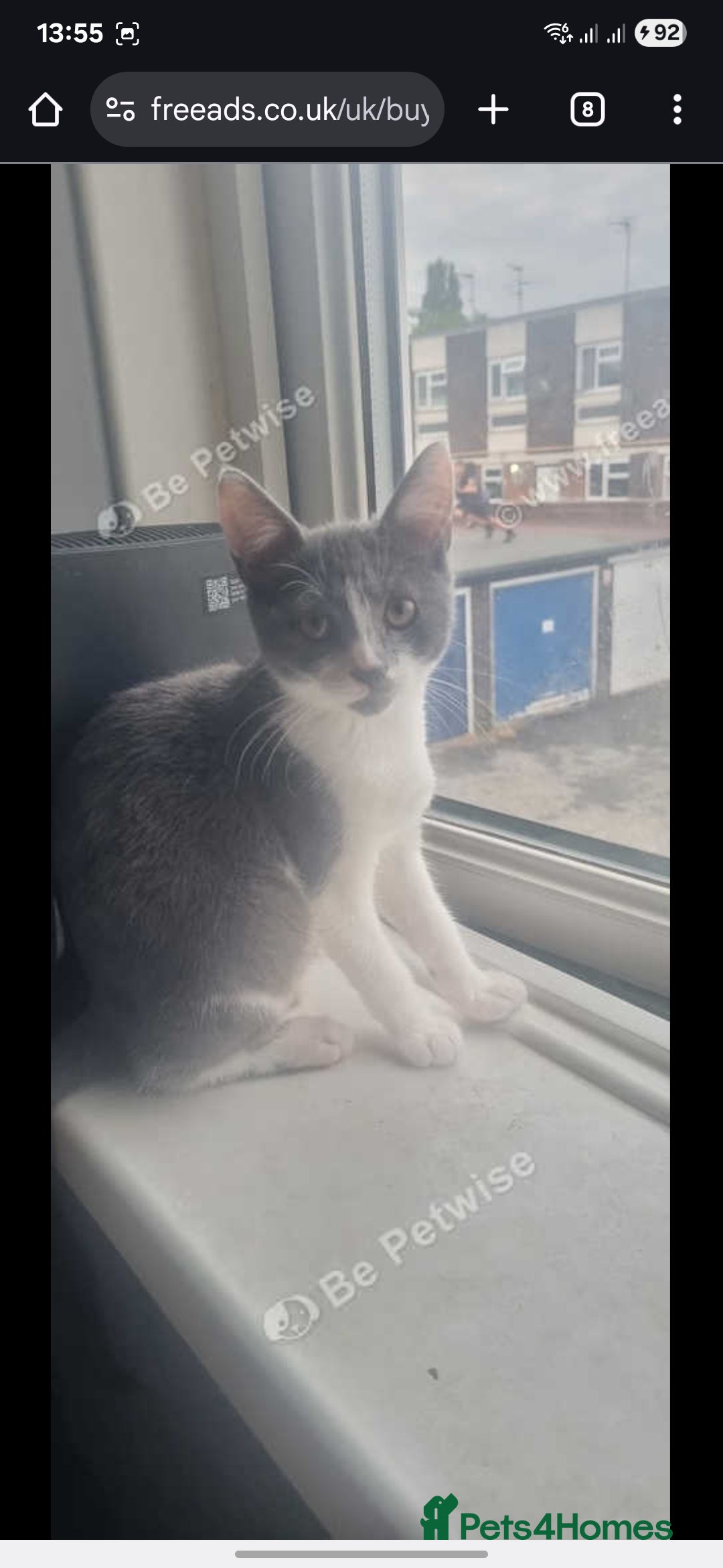 Mixed Breed cats for sale: 2 beautiful female kittens  - Image 3