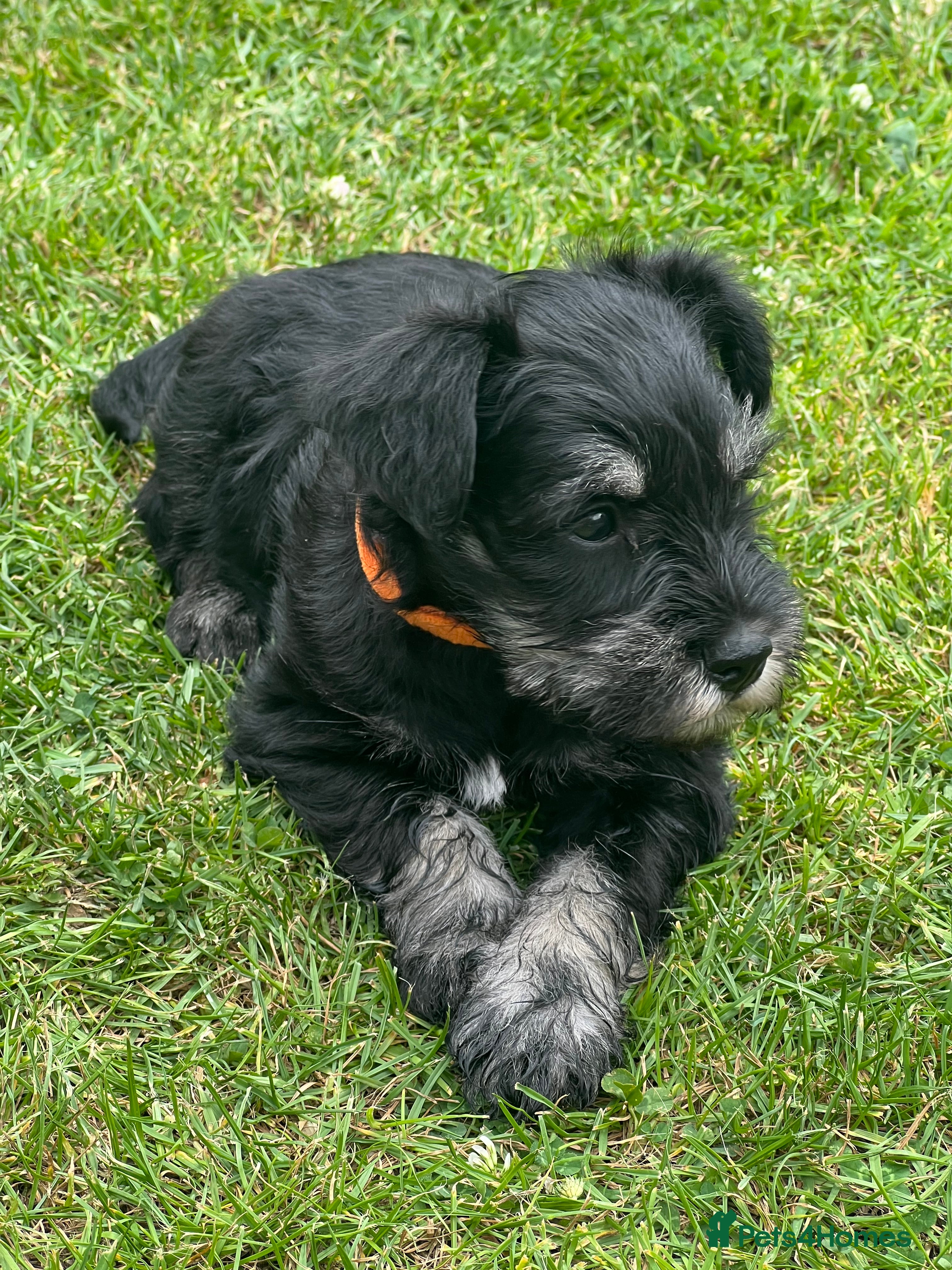Miniature Schnauzer dogs Stunning miniature schnauzer puppies  - Advert 2