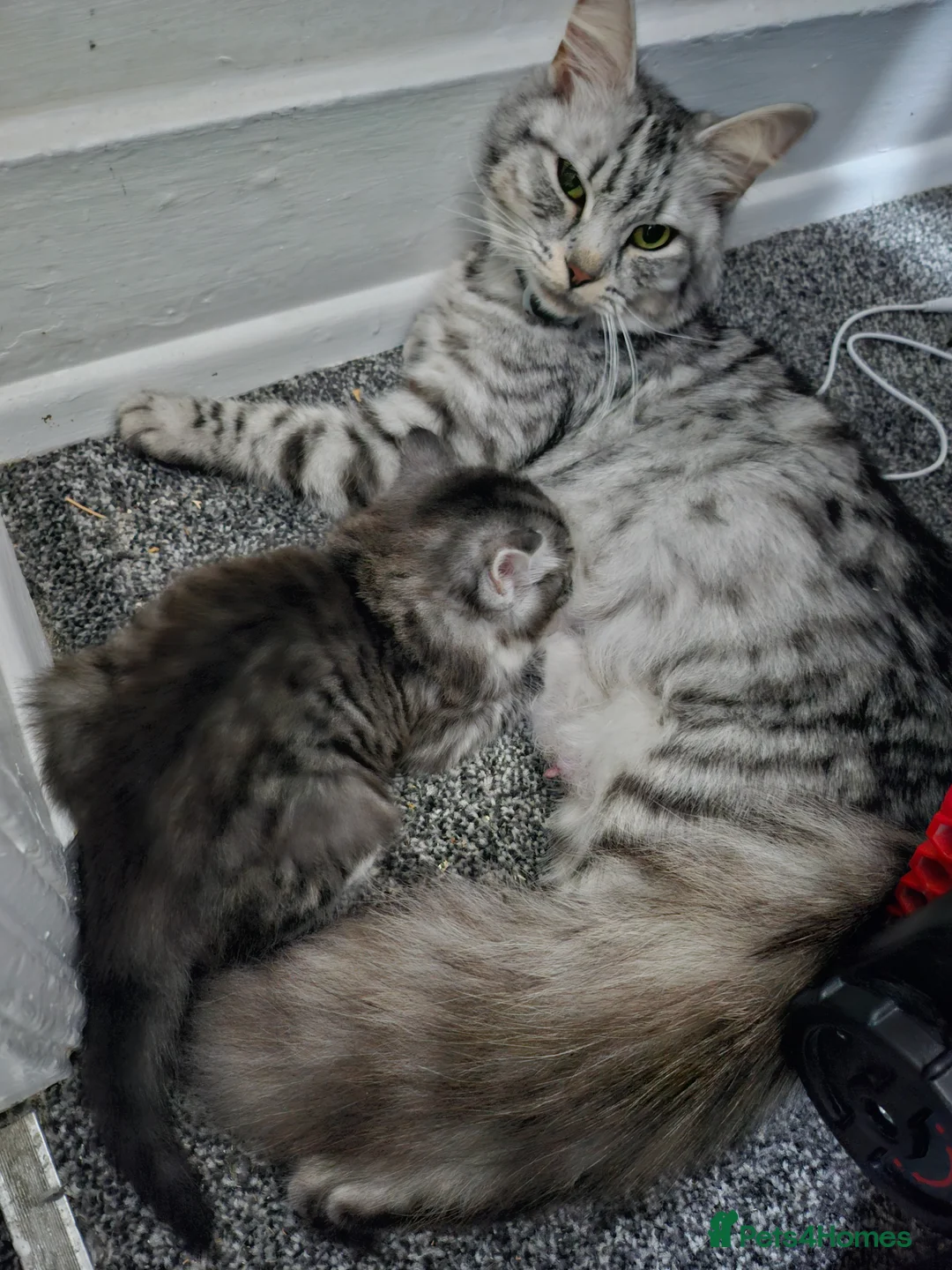 British Longhair cats for sale: Silver and black and grey longhaired kittens  - Advert 2